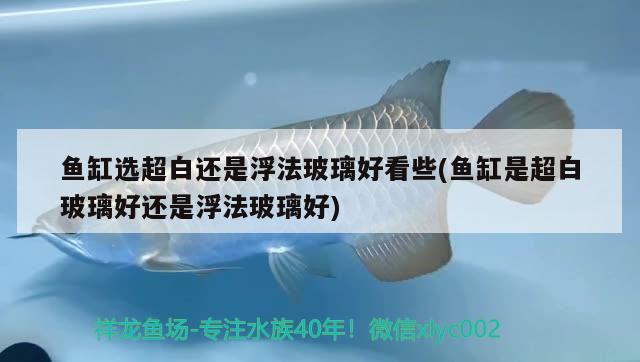 魚缸選超白還是浮法玻璃好看些(魚缸是超白玻璃好還是浮法玻璃好) 球鯊魚 第2張