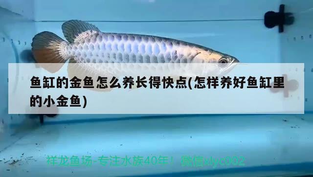 魚缸的金魚怎么養(yǎng)長得快點(怎樣養(yǎng)好魚缸里的小金魚)