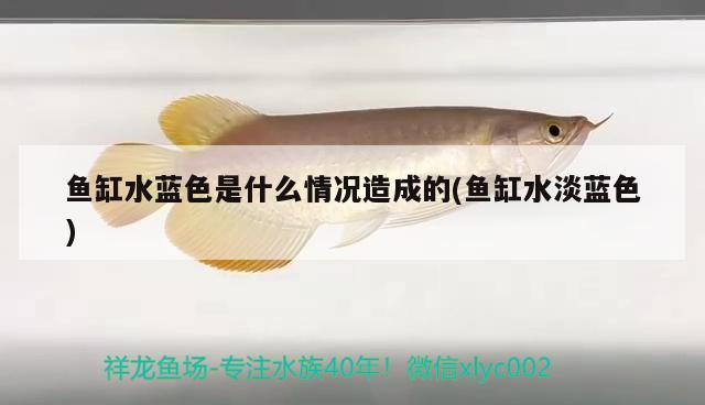 魚(yú)缸水藍(lán)色是什么情況造成的(魚(yú)缸水淡藍(lán)色) 觀賞魚(yú)企業(yè)目錄