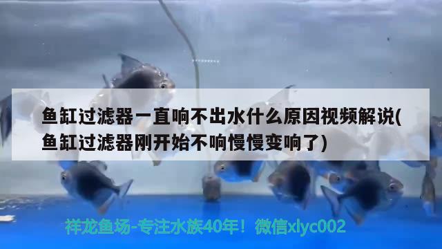 魚缸過濾器一直響不出水什么原因視頻解說(魚缸過濾器剛開始不響慢慢變響了) 白化火箭魚