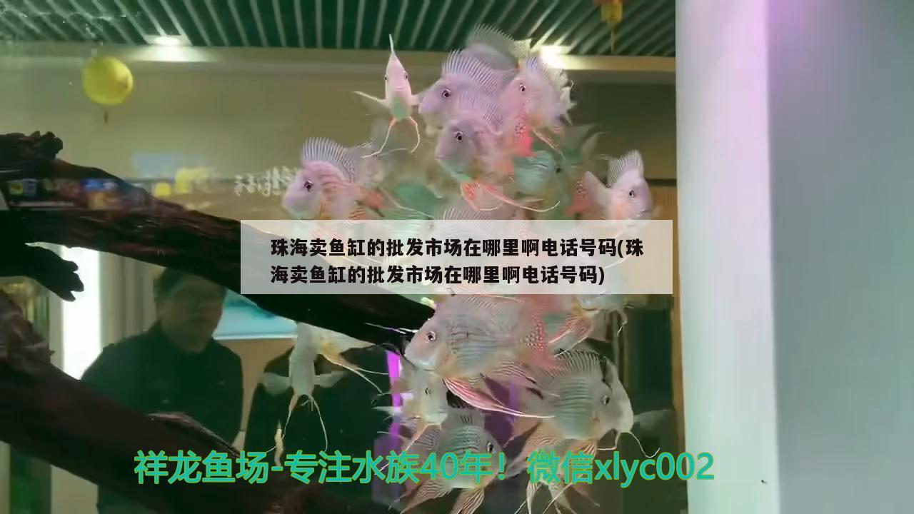 珠海賣魚缸的批發(fā)市場在哪里啊電話號碼(珠海賣魚缸的批發(fā)市場在哪里啊電話號碼)