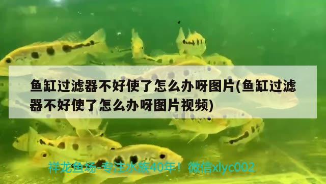 魚(yú)缸過(guò)濾器不好使了怎么辦呀圖片(魚(yú)缸過(guò)濾器不好使了怎么辦呀圖片視頻)