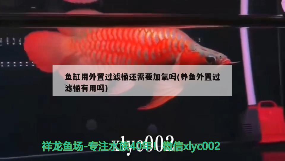 魚缸用外置過濾桶還需要加氧嗎(養(yǎng)魚外置過濾桶有用嗎)