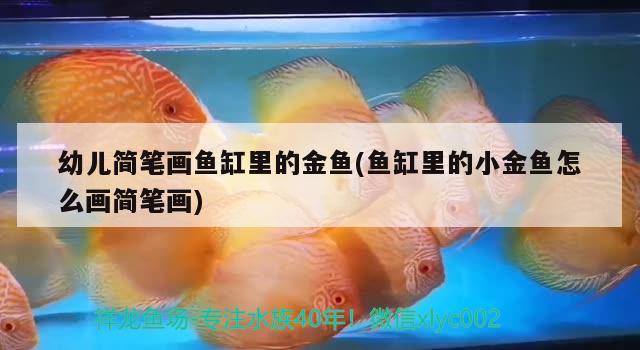 幼兒簡筆畫魚缸里的金魚(魚缸里的小金魚怎么畫簡筆畫) 黃寬帶蝴蝶魚