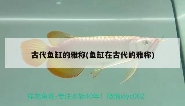 古代魚缸的雅稱(魚缸在古代的雅稱)