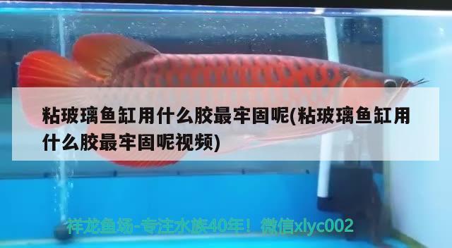 粘玻璃魚缸用什么膠最牢固呢(粘玻璃魚缸用什么膠最牢固呢視頻) 銀古魚苗