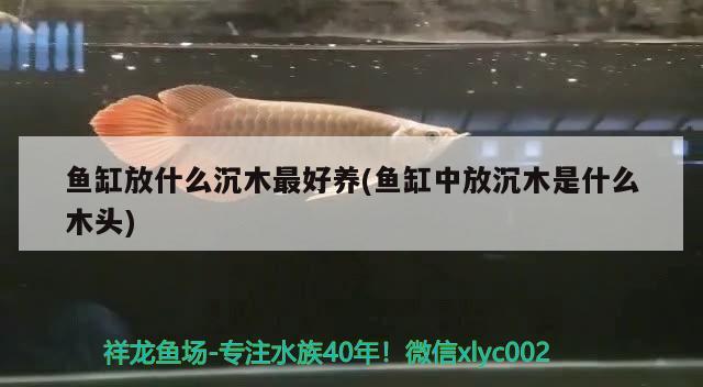 魚缸放什么沉木最好養(yǎng)(魚缸中放沉木是什么木頭) 慈雕魚