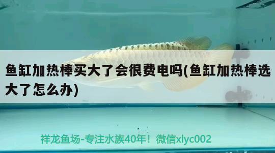 魚缸加熱棒買大了會很費電嗎(魚缸加熱棒選大了怎么辦) 白子關(guān)刀魚苗