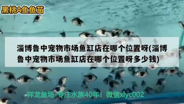 淄博魯中寵物市場(chǎng)魚(yú)缸店在哪個(gè)位置呀(淄博魯中寵物市場(chǎng)魚(yú)缸店在哪個(gè)位置呀多少錢) 馬拉莫寶石魚(yú)