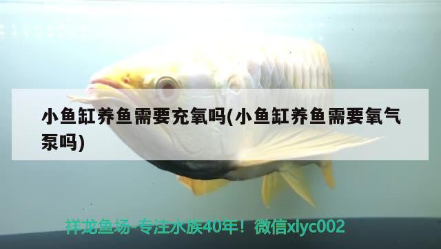 小魚(yú)缸養(yǎng)魚(yú)需要充氧嗎(小魚(yú)缸養(yǎng)魚(yú)需要氧氣泵嗎)