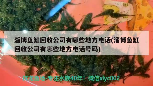 淄博魚缸回收公司有哪些地方電話(淄博魚缸回收公司有哪些地方電話號(hào)碼) 和尚魚