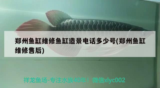 鄭州魚缸維修魚缸造景電話多少號(hào)(鄭州魚缸維修售后) 泰龐海蓮魚