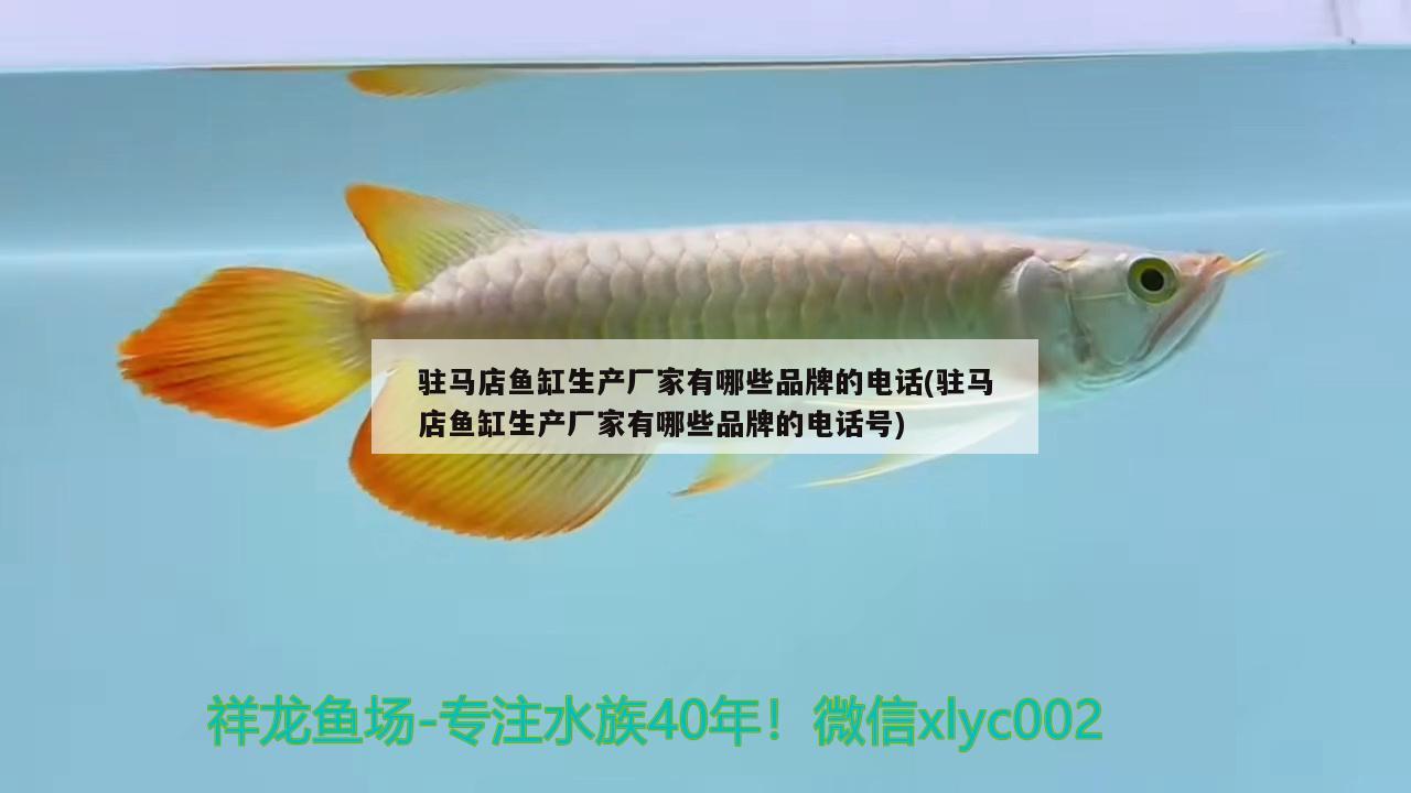 駐馬店魚缸生產(chǎn)廠家有哪些品牌的電話(駐馬店魚缸生產(chǎn)廠家有哪些品牌的電話號) 帝王迷宮