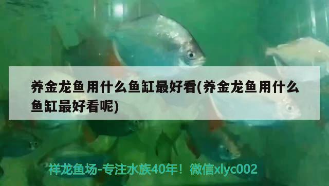 養(yǎng)金龍魚用什么魚缸最好看(養(yǎng)金龍魚用什么魚缸最好看呢)