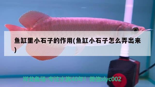 魚缸里小石子的作用(魚缸小石子怎么弄出來) 其他益生菌