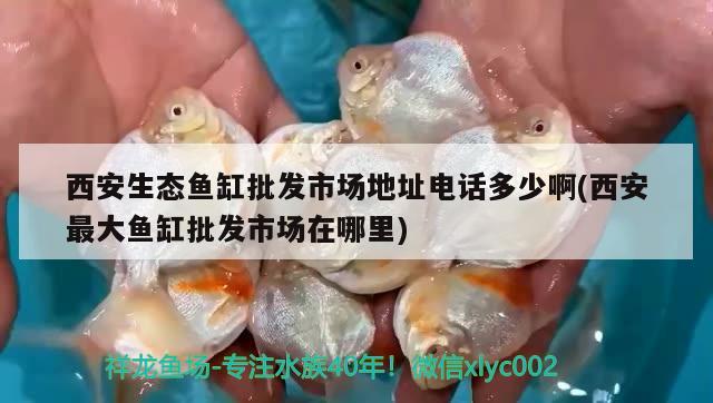 西安生態(tài)魚缸批發(fā)市場地址電話多少啊(西安最大魚缸批發(fā)市場在哪里)