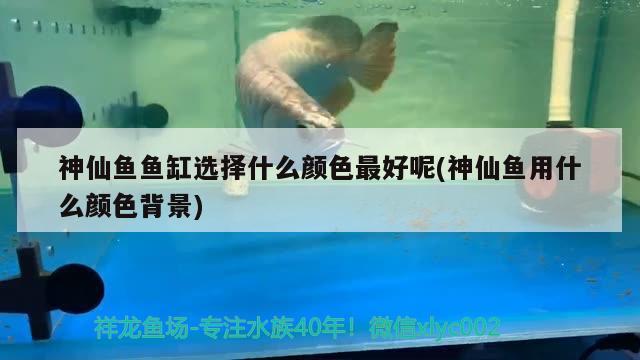 神仙魚魚缸選擇什么顏色最好呢(神仙魚用什么顏色背景)