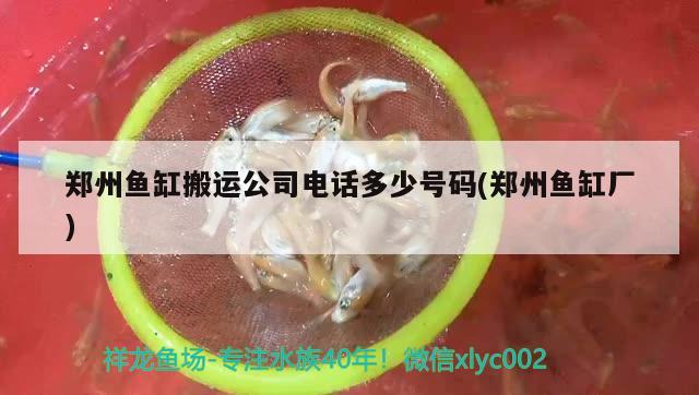 鄭州魚缸搬運(yùn)公司電話多少號碼(鄭州魚缸廠) 斑馬鴨嘴魚