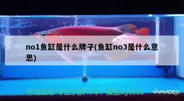 no1魚缸是什么牌子(魚缸no3是什么意思) 皇冠黑白魟魚