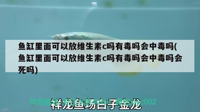 魚缸里面可以放維生素c嗎有毒嗎會中毒嗎(魚缸里面可以放維生素c嗎有毒嗎會中毒嗎會死嗎) 錦鯉魚百科