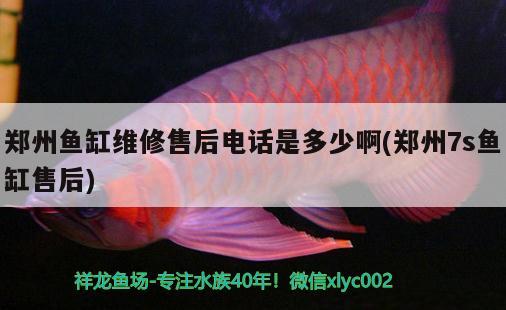 鄭州魚(yú)缸維修售后電話是多少啊(鄭州7s魚(yú)缸售后) 黃金達(dá)摩魚(yú)