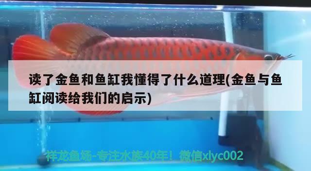 讀了金魚和魚缸我懂得了什么道理(金魚與魚缸閱讀給我們的啟示)