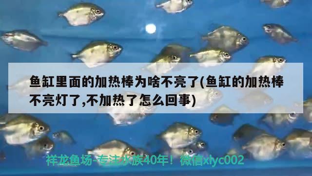 魚缸里面的加熱棒為啥不亮了(魚缸的加熱棒不亮燈了,不加熱了怎么回事) 廣州龍魚批發(fā)市場