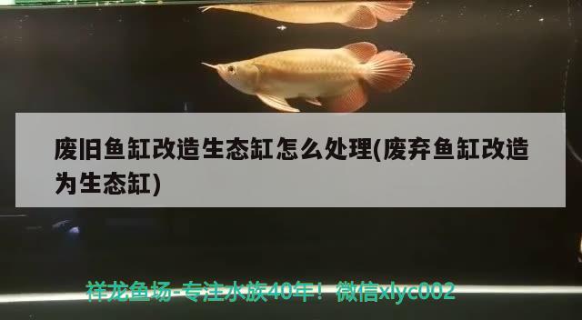 廢舊魚缸改造生態(tài)缸怎么處理(廢棄?mèng)~缸改造為生態(tài)缸)