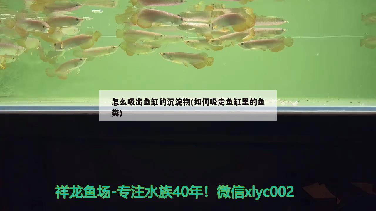 怎么吸出魚缸的沉淀物(如何吸走魚缸里的魚糞) 其它水族用具設(shè)備