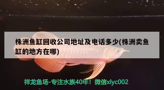 株洲魚缸回收公司地址及電話多少(株洲賣魚缸的地方在哪) 祥龍赫舞紅龍魚