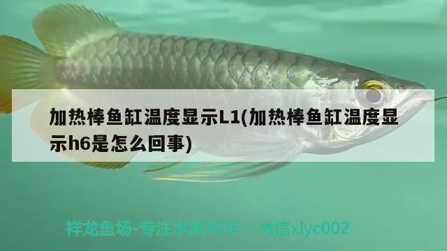 加熱棒魚缸溫度顯示L1(加熱棒魚缸溫度顯示h6是怎么回事)