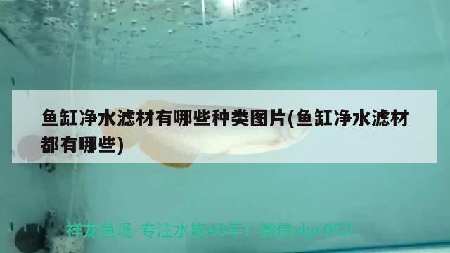 魚缸凈水濾材有哪些種類圖片(魚缸凈水濾材都有哪些)