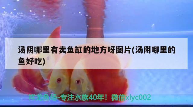 湯陰哪里有賣魚缸的地方呀圖片(湯陰哪里的魚好吃) 過背金龍魚