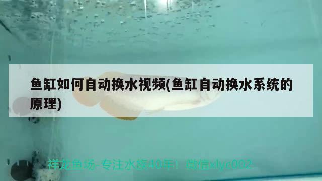 魚缸如何自動換水視頻(魚缸自動換水系統(tǒng)的原理)