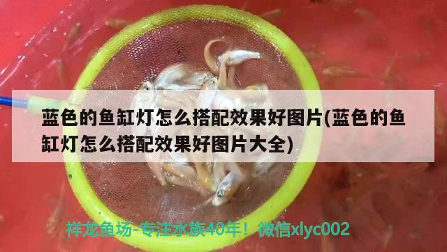 藍(lán)色的魚缸燈怎么搭配效果好圖片(藍(lán)色的魚缸燈怎么搭配效果好圖片大全)