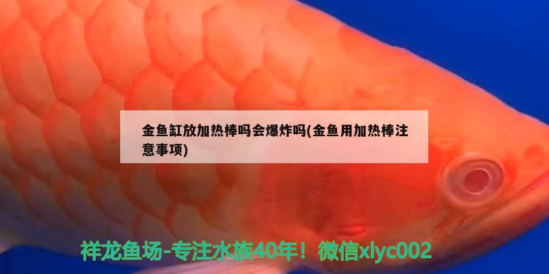 金魚缸放加熱棒嗎會爆炸嗎(金魚用加熱棒注意事項) 申古銀版魚