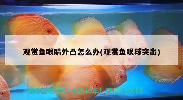 觀賞魚眼睛外凸怎么辦(觀賞魚眼球突出) 殺菌消毒設備