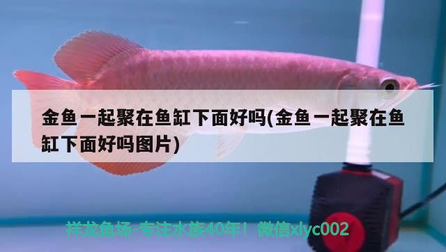 金魚一起聚在魚缸下面好嗎(金魚一起聚在魚缸下面好嗎圖片)