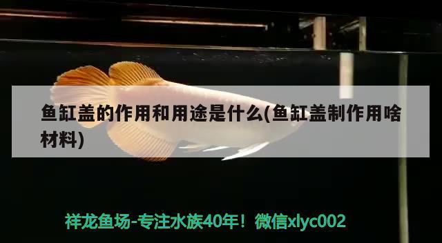 魚缸蓋的作用和用途是什么(魚缸蓋制作用啥材料) 雪龍魚