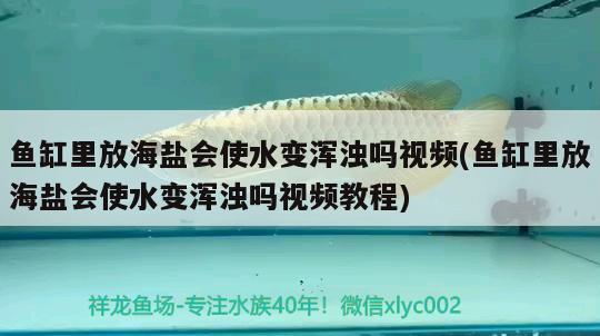 魚缸里放海鹽會使水變渾濁嗎視頻(魚缸里放海鹽會使水變渾濁嗎視頻教程) 七彩神仙魚