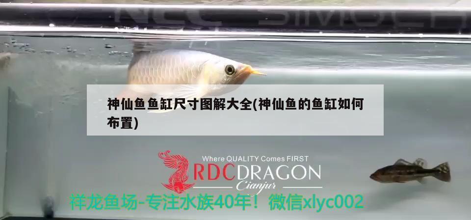 神仙魚魚缸尺寸圖解大全(神仙魚的魚缸如何布置) 養(yǎng)魚知識