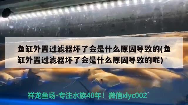 魚缸外置過(guò)濾器壞了會(huì)是什么原因?qū)е碌?魚缸外置過(guò)濾器壞了會(huì)是什么原因?qū)е碌哪?