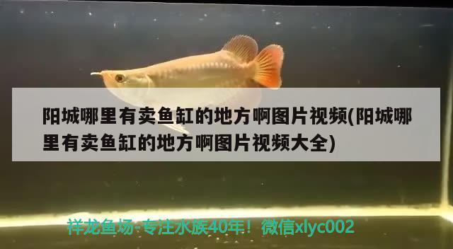 陽城哪里有賣魚缸的地方啊圖片視頻(陽城哪里有賣魚缸的地方啊圖片視頻大全)