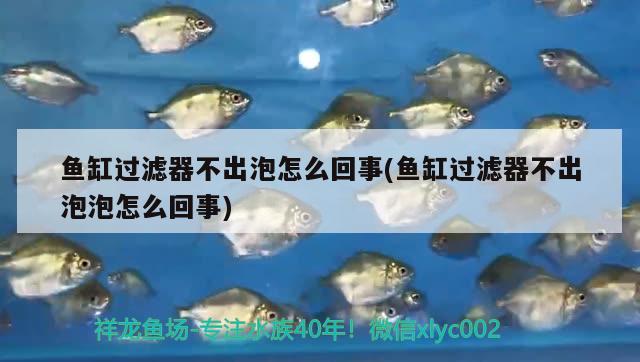 魚缸過濾器不出泡怎么回事(魚缸過濾器不出泡泡怎么回事) 藍底過背金龍魚