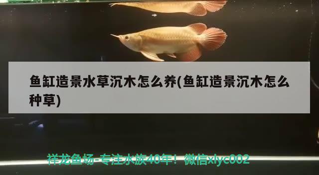 魚(yú)缸造景水草沉木怎么養(yǎng)(魚(yú)缸造景沉木怎么種草)