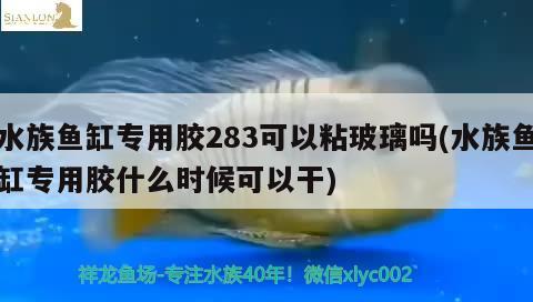 水族魚缸專用膠283可以粘玻璃嗎(水族魚缸專用膠什么時候可以干) 黑云魚