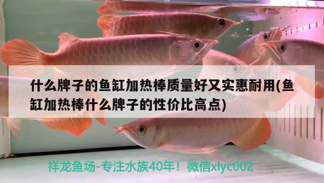 什么牌子的魚缸加熱棒質(zhì)量好又實(shí)惠耐用(魚缸加熱棒什么牌子的性價(jià)比高點(diǎn)) 泰國(guó)雪鯽魚