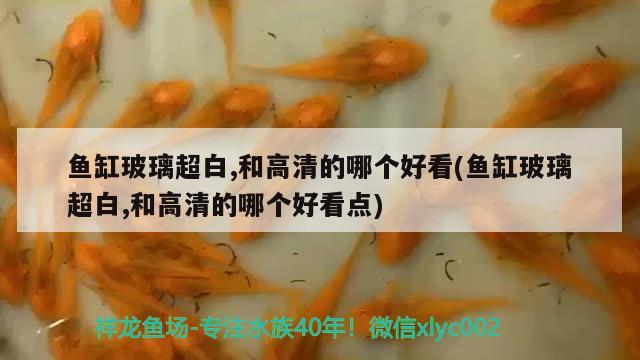 魚缸玻璃超白,和高清的哪個好看(魚缸玻璃超白,和高清的哪個好看點)