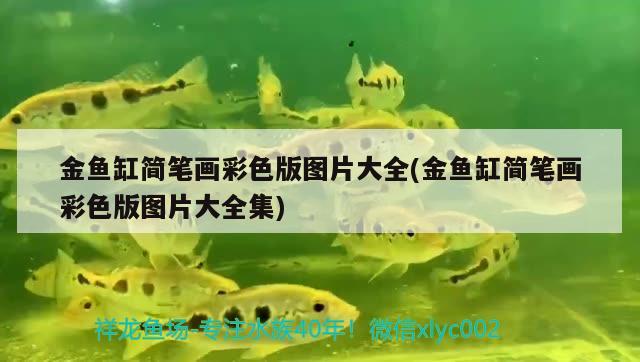 金魚缸簡筆畫彩色版圖片大全(金魚缸簡筆畫彩色版圖片大全集) 肺魚