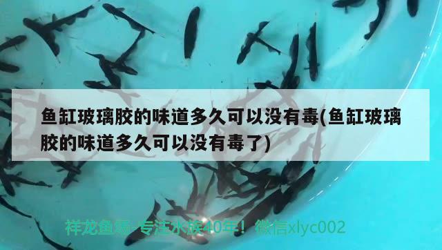 魚(yú)缸玻璃膠的味道多久可以沒(méi)有毒(魚(yú)缸玻璃膠的味道多久可以沒(méi)有毒了)